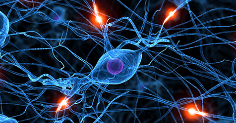 neuron-control-biology-practice
