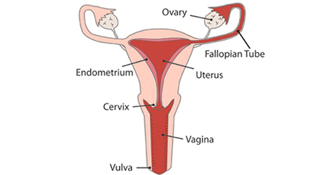 female-reproduction-system
