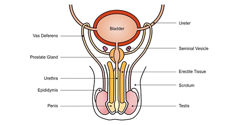 male-reproduction-system-biology