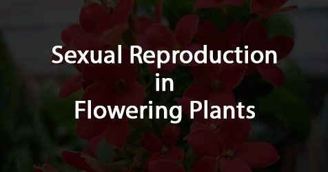 reproduction-plants-cbse-biology